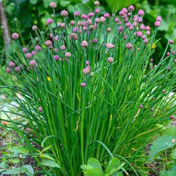 Chives