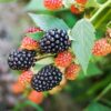 Apache Thornless Blackberry