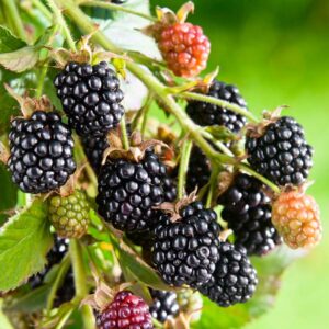 Blackberries