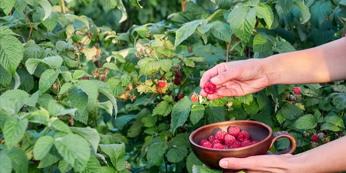 Cane Berry Growing Guide, Plant Guides, Blackberry Growing Guide