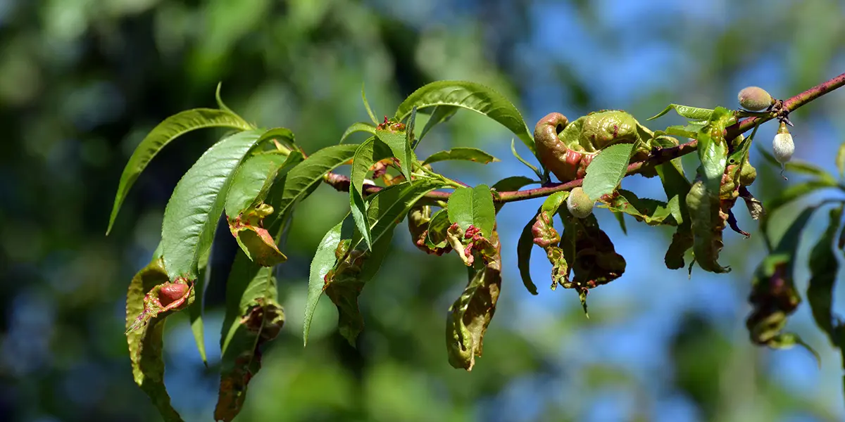 Peach Leaf Curl
