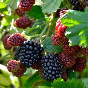 Big Daddy Blackberry
