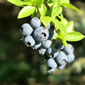 Biloxi Blueberry