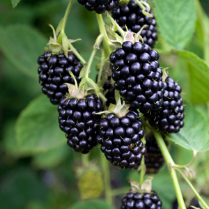 Black Diamond Blackberry