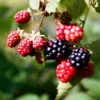Black Satin Blackberry