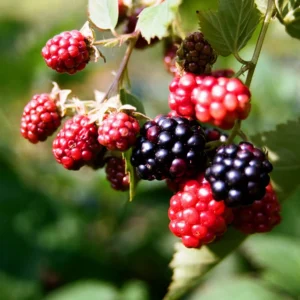 Black Satin Blackberry