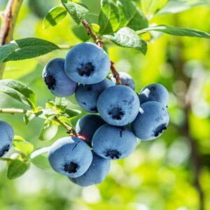Bluecrop Blueberry