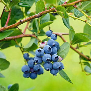 Bluejay Northern Highbush Blueberry