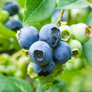Blueray Blueberry