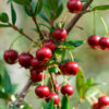 Burbank Chilean Guava