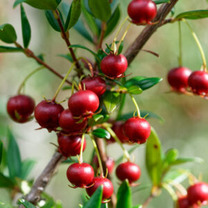 Burbank Chilean Guava