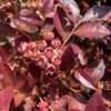 Cabernet Splash Blueberry
