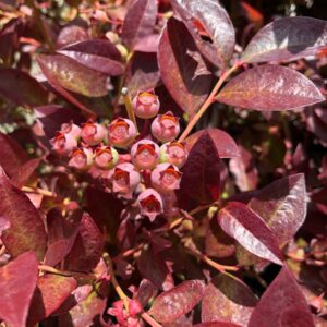 Cabernet Splash Blueberry