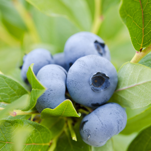 Chandler Blueberry