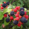 Chester Thornless Blackberry