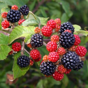Chester Thornless Blackberry