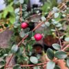 Chilean Cranberry Myrtle