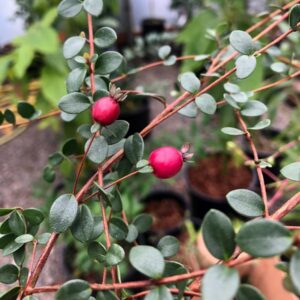 Chilean Cranberry Myrtle