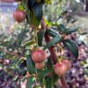Chilean Guava Jim Gerdemann