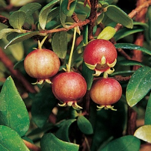 Chilean Guava