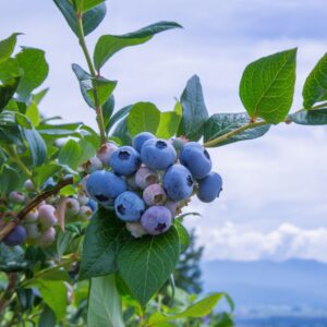 Chippewa Blueberry