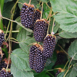 Columbia Star Blackberry