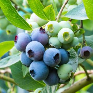 Darrow Blueberry