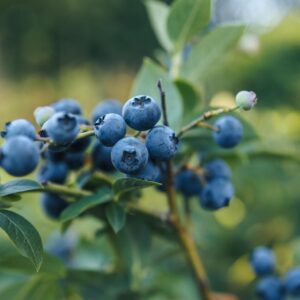 Draper Blueberry