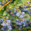 Duke Blueberry