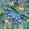 Earliblue Blueberry