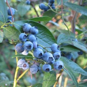 Earliblue Blueberry