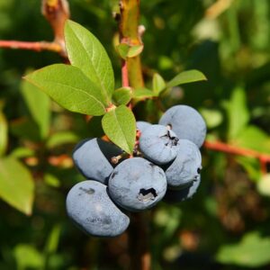 Elliot Blueberry