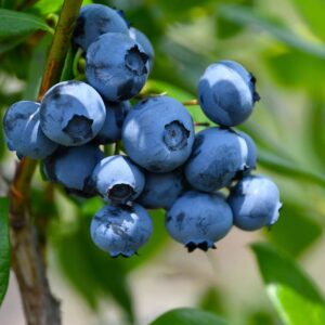 Emerald Blueberry