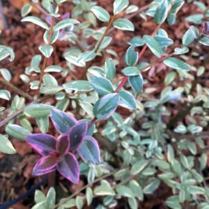 Flambeau Variegated Chilean Guava