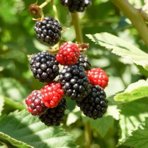 Hall's Beauty Thornless Blackberry