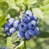 Jewel Blueberry