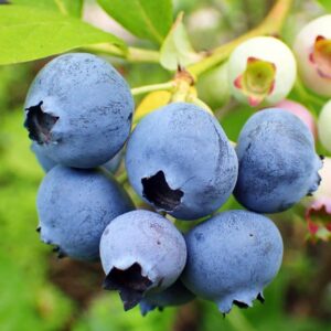Jubilee Blueberry