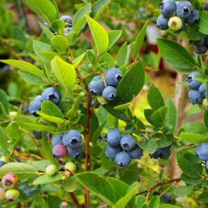 Liberty Blueberry