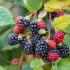 Loch Ness Thornless Blackberry