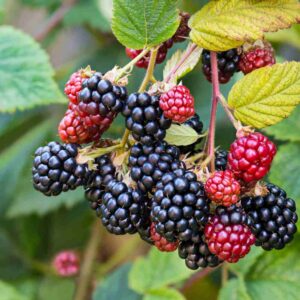 Loch Ness Thornless Blackberry
