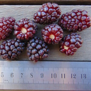 Loganberry