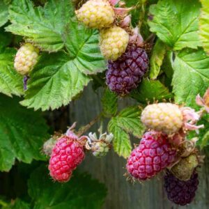 Loganberry