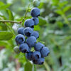 Midnight Cascade Weeping Blueberry