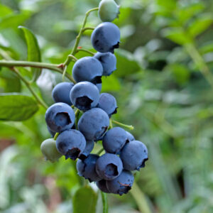 Midnight Cascade Weeping Blueberry