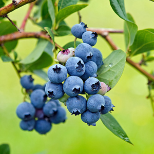 Mini Blues Blueberry