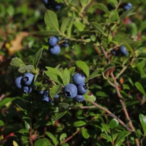 Misty Evergreen Blueberry