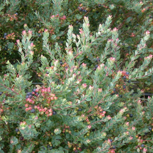 Native Blue Compact Blueberry