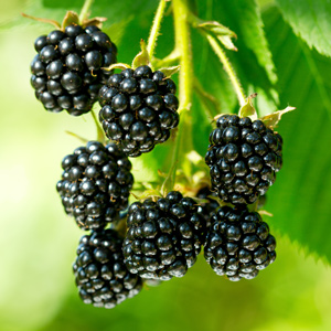 Navaho Blackberry