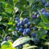 NorthSky Dwarf Blueberry
