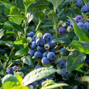 NorthSky Dwarf Blueberry